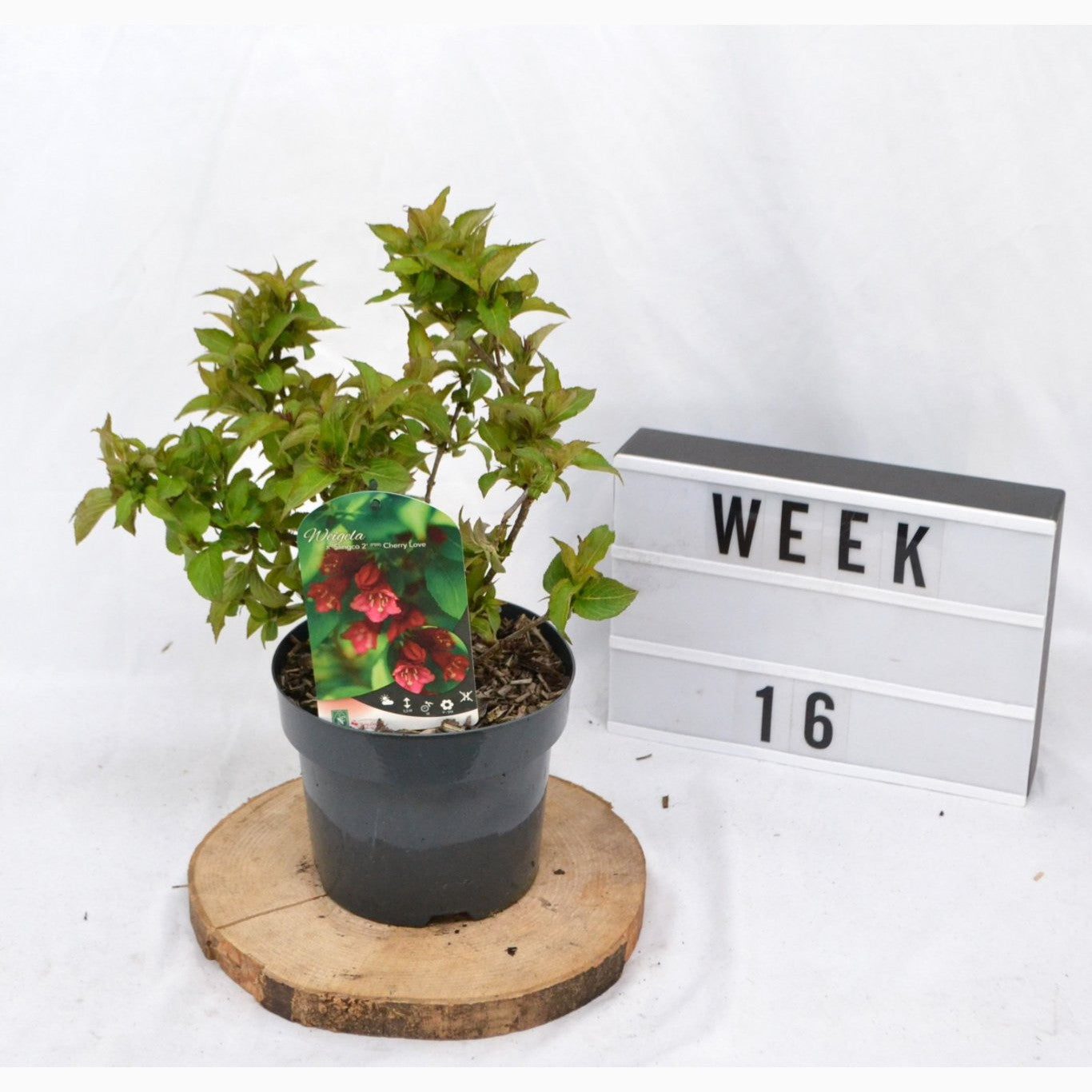 Praktweigela – Weigela 'Cherry Love' - C3 20-40 CM